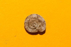 Aegopis gemonensis