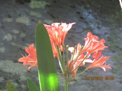Clivia miniata miniata