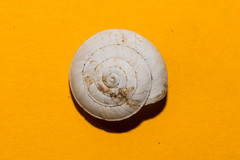 Aegopis gemonensis