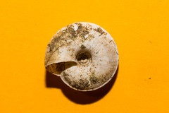 Aegopis gemonensis