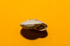 Aegopis gemonensis