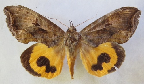 Polilla de la fruta