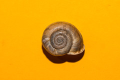 Campylaea illyrica