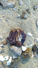 Ostreoidea