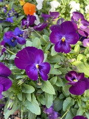Viola × wittrockiana