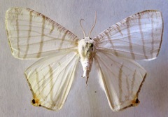 Brachurapteryx tesserata