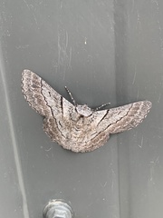 Hypobapta tachyhalotaria