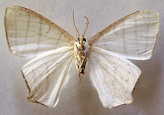 Brachurapteryx tesserata