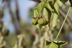 Jatropha mollissima