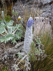 Lupinus alopecuroides