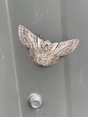 Hypobapta tachyhalotaria