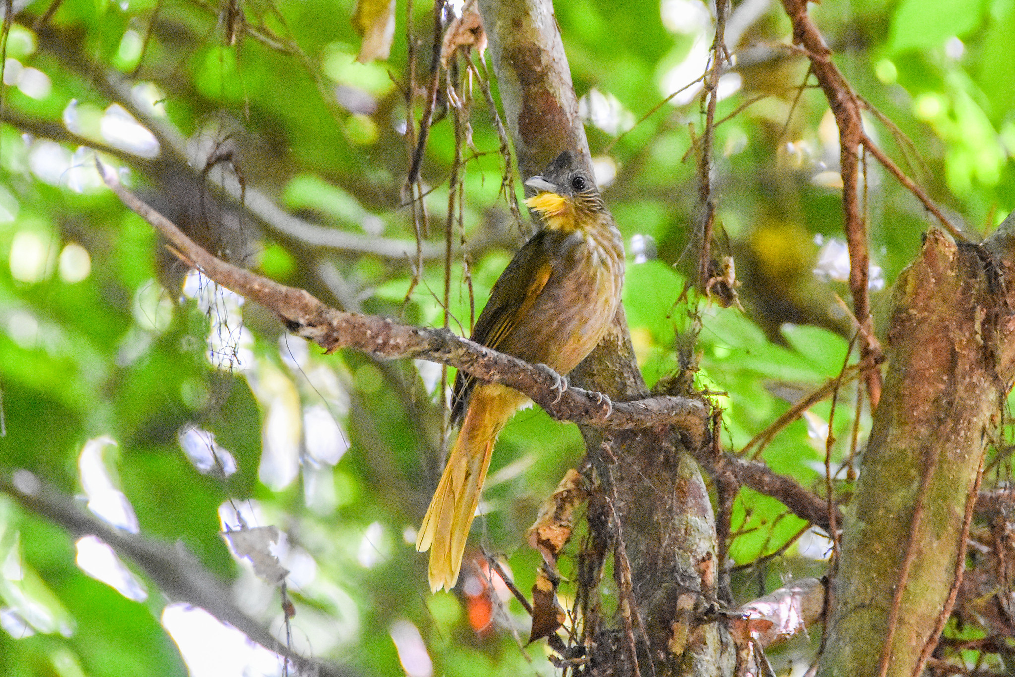 Western Bearded Greenbul (Criniger barbatus), photo 2