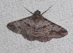 Gastrinodes bitaeniaria