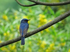 Cyornis hainanus