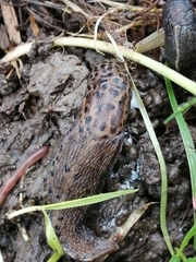 Limax maximus