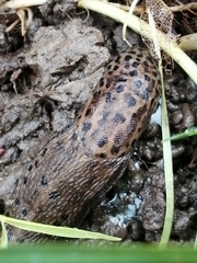 Limax maximus