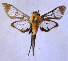 Trichaea pilicornis