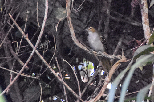 Spotted Greenbul (Ixonotus guttatus), photo 2