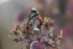 Diptera