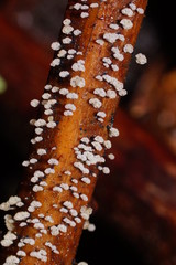 Mycena lazulina