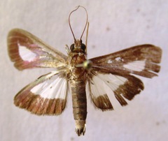 Diaphania praxialis