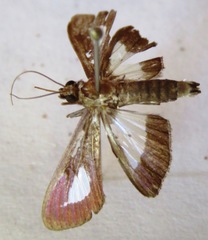 Diaphania praxialis