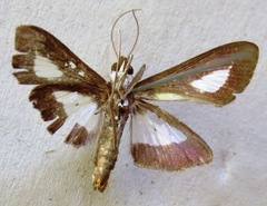 Diaphania praxialis