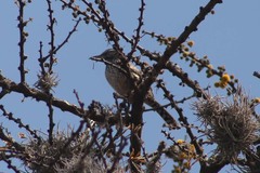 Campylorhynchus