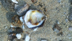 Ostreoidea