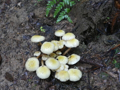 Armillaria limonea image