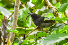 Apalis sharpii