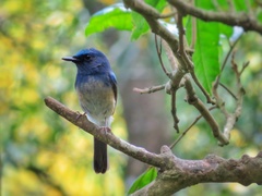 Cyornis hainanus