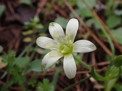 Gagea peduncularis