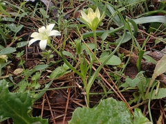 Gagea peduncularis