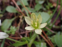 Gagea peduncularis