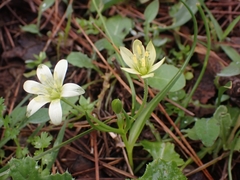 Gagea peduncularis