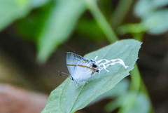 Hypolycaena antifaunus