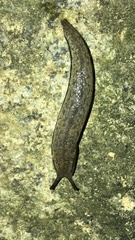 Meghimatium bilineatum