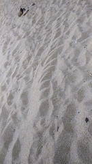 Lepidochelys olivacea