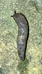 Meghimatium bilineatum