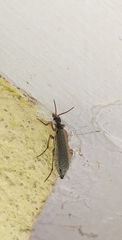Epicauta fulvicornis
