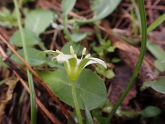 Gagea peduncularis