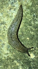 Meghimatium bilineatum