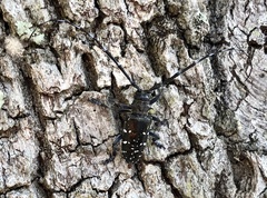Anoplophora glabripennis