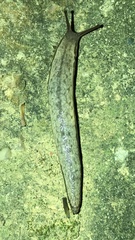 Meghimatium bilineatum