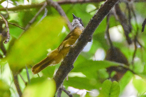 Red-tailed Greenbul (Criniger calurus), photo 3