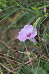 Ipomoea trifida