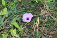Ipomoea trifida