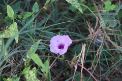Ipomoea trifida