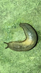 Meghimatium bilineatum